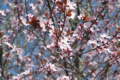 Der Frühling ist da!