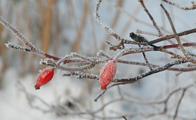 Winterimpressionen